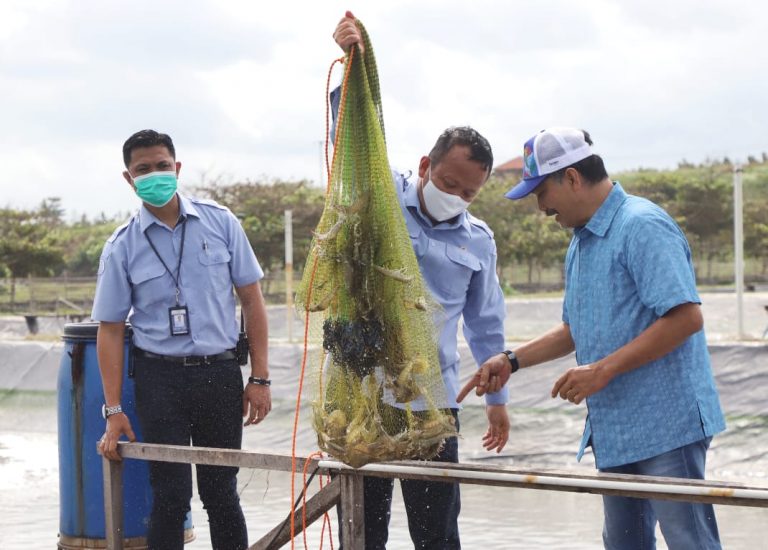 Menteri Edhy Panen Raya Udang Vaname di Pantai Selatan Jabar