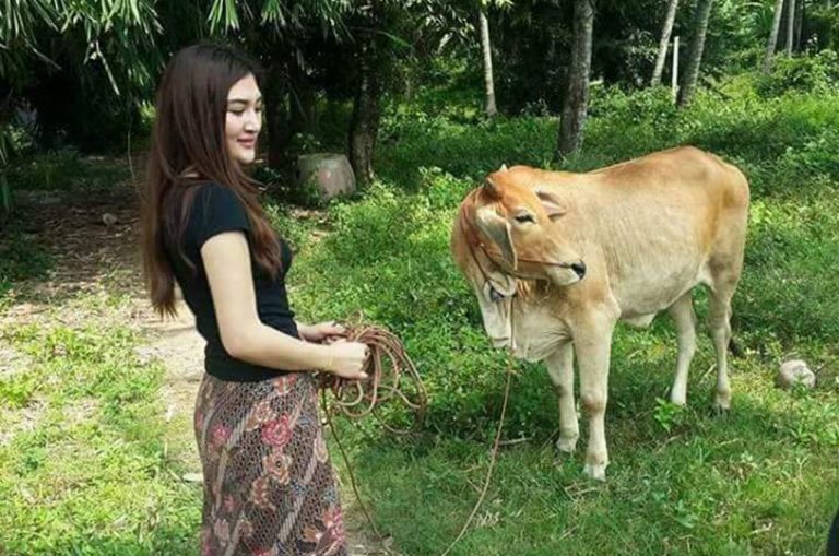 575.000 SAPI AUSTRALIA, BEBAS BEA MASUK